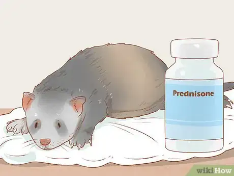 Image titled Treat Diarrhea in Ferrets Step 9