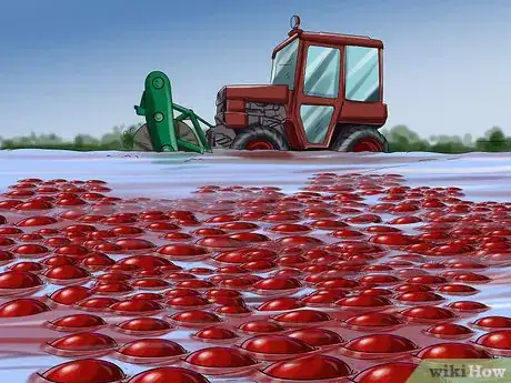 Image titled Harvest Cranberries Step 5