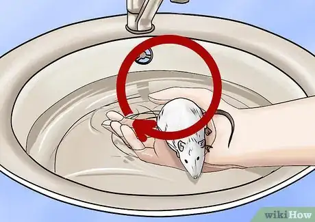 Image titled Bathe Your Pet Rat Step 8