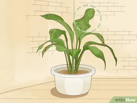 Image titled Save an Overwatered Plant Step 2