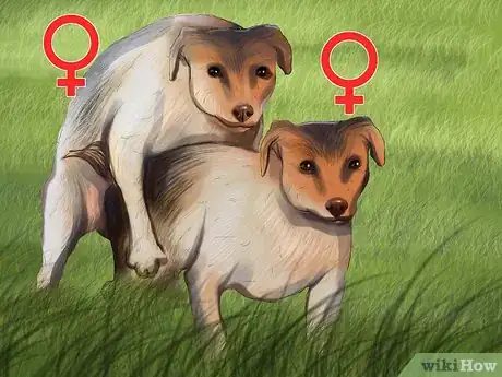 Image titled Tell if a Dog Is a Girl or Boy Step 13