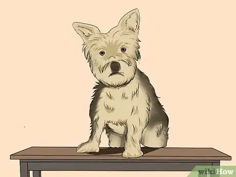 Image titled Trim a Yorkie's Face Step 2