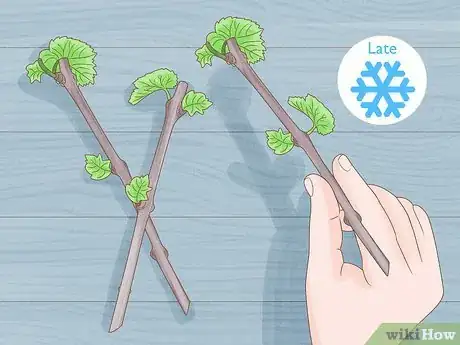 Image titled Grow Grape Vine Cuttings Step 1