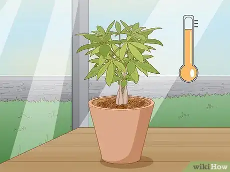 Image titled Plant Money Trees Step 20