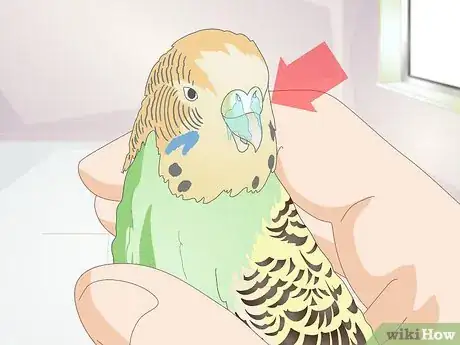 Image titled Tell when a Parakeet Is Sick Step 9