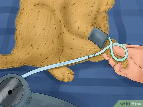 Image titled Know if Your Cat Has Kidney Issues Step 10