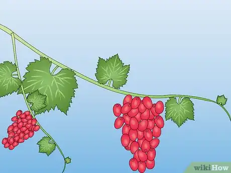 Image titled Propagate a Grapevine from Store Bought Grapes Step 2