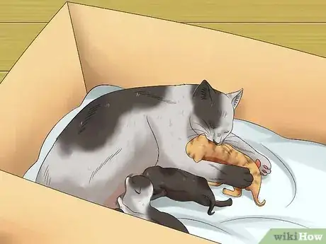 Image titled Care for Kittens from Birth Step 2