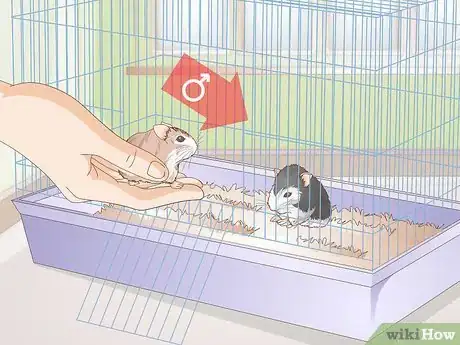 Image titled Breed Dwarf Hamsters Step 5