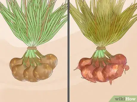 Image titled Plant Sprouted Onions Step 13