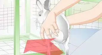 Clean a Rabbit Cage