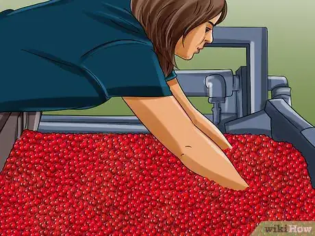 Image titled Harvest Cranberries Step 6