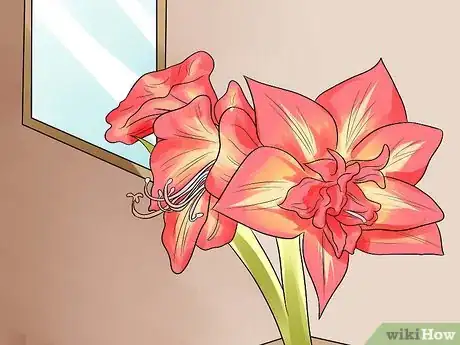 Image titled Get Amaryllis to Rebloom Step 19