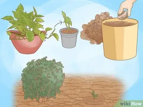 Image titled Propagate Your Plants Step 16