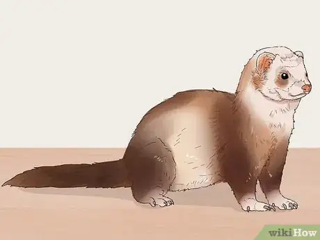 Image titled Choose Between Ferret Colors and Coat Patterns Step 7