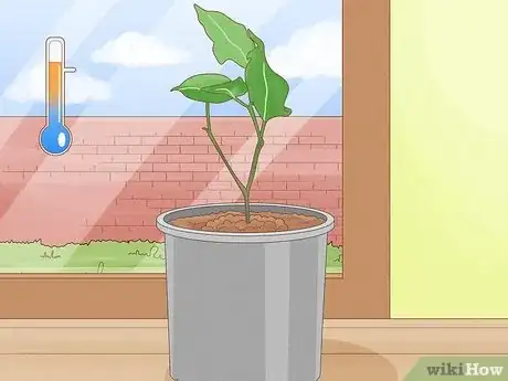 Image titled Grow a Ficus Benjamina Step 11