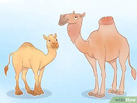 Image titled Buy a Camel Step 13