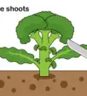 Pick Broccoli