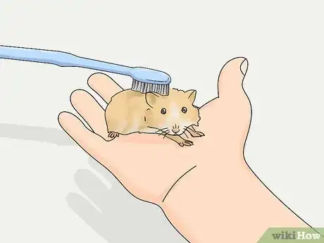 Image titled Groom a Long Haired Hamster Step 13