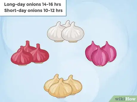 Image titled Grow Onions Step 1