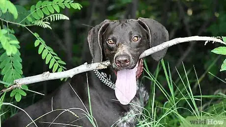 Image titled Make Your Dog Drink Water Step 3