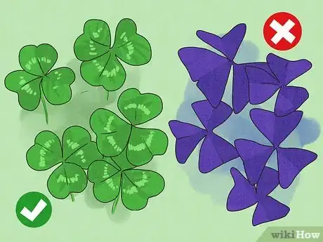 Image titled Find a Four Leaf Clover Step 4