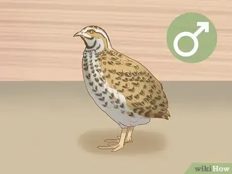 Image titled Get Quails to Lay Eggs Step 13