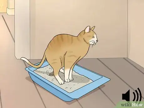 Image titled Identify Cat Stool Problems Step 1