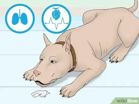 Image titled Treat Anaphylactic Shock in a Dog Step 3