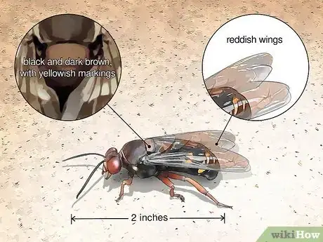 Image titled Identify Wasps Step 4