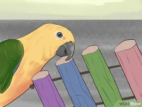 Image titled Entertain a Conure Step 1