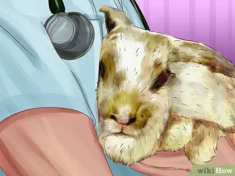 Image titled Diagnose and Treat Hair Blockages in Rabbits Step 6