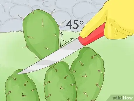 Image titled Propagate a Cactus Step 4