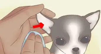 Care for Your Chihuahua Puppy