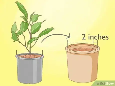 Image titled Grow a Ficus Benjamina Step 17