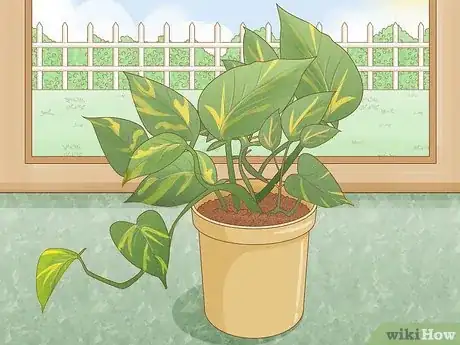 Image titled Repot Pothos Step 11