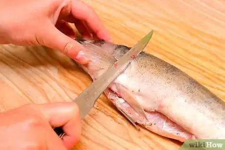 Image titled Fillet a Rainbow Trout Fish Step 5