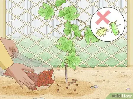 Image titled Grow Grape Vines Step 12