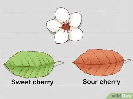 Image titled Identify Cherry Trees Step 11