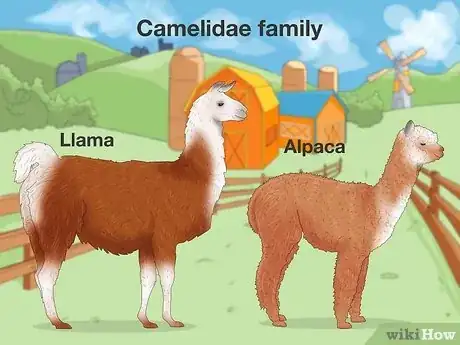 Image titled Llama vs Alpaca Step 1