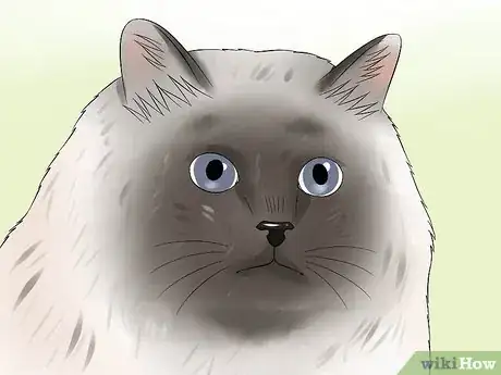 Image titled Identify Birman Cats Step 5