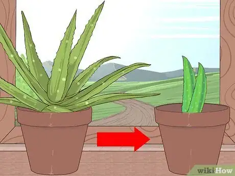 Image titled Grow and Use Aloe Vera for Medicinal Purposes Step 5