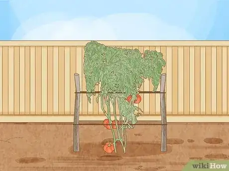 Image titled Stake Tomato Plants Step 16