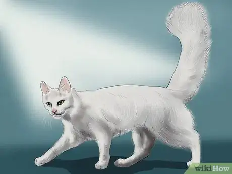 Image titled Identify a Turkish Angora Step 1