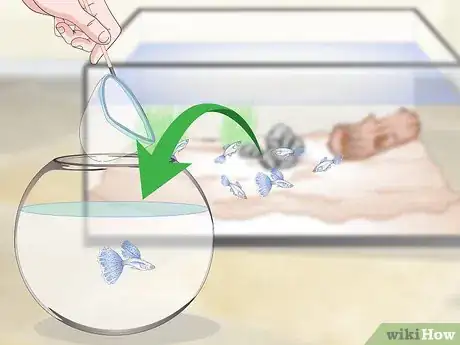 Image titled Keep Guppies Healthy Step 12