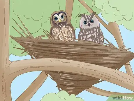 Image titled Find an Owl's Nest Step 10