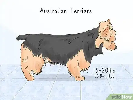 Image titled Identify a Yorkshire Terrier Step 16