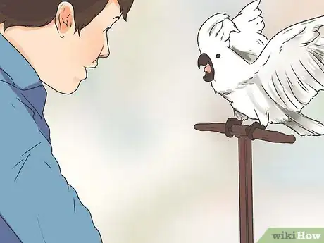 Image titled Teach Your Bird to Talk Step 2