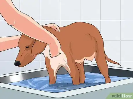 Image titled Bathe a Pregnant Dog Step 2