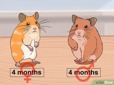 Image titled Breed Syrian Hamsters Step 5